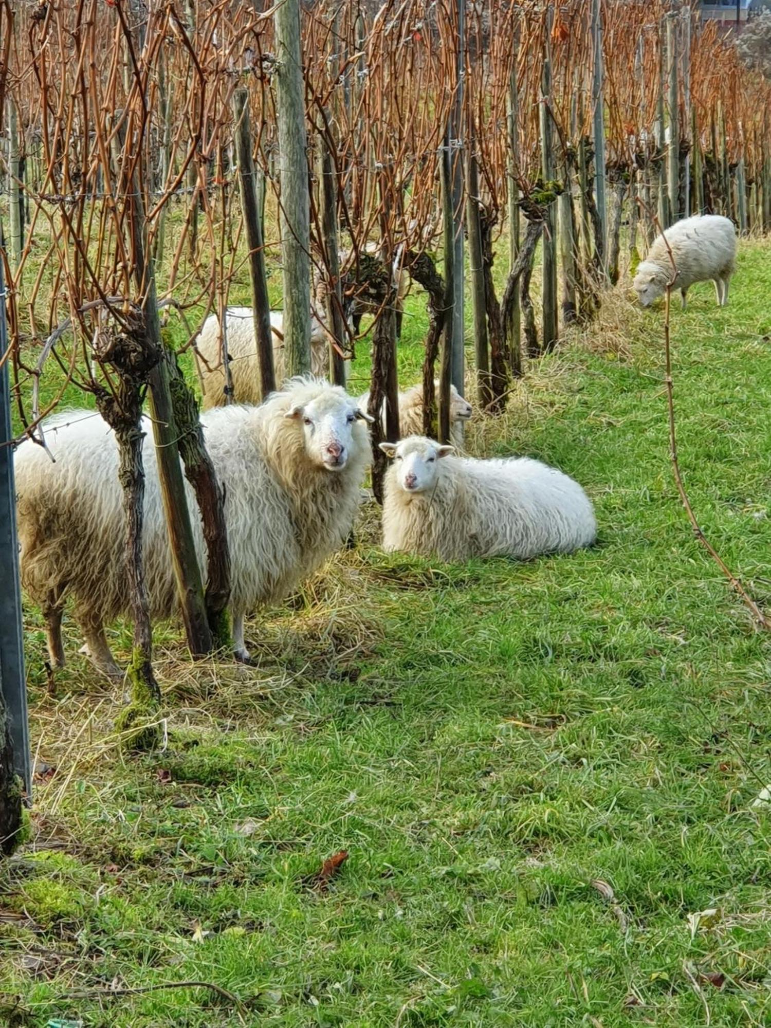 Ferienwohnung An Der Mosel, Romeo Senheim Exteriör bild